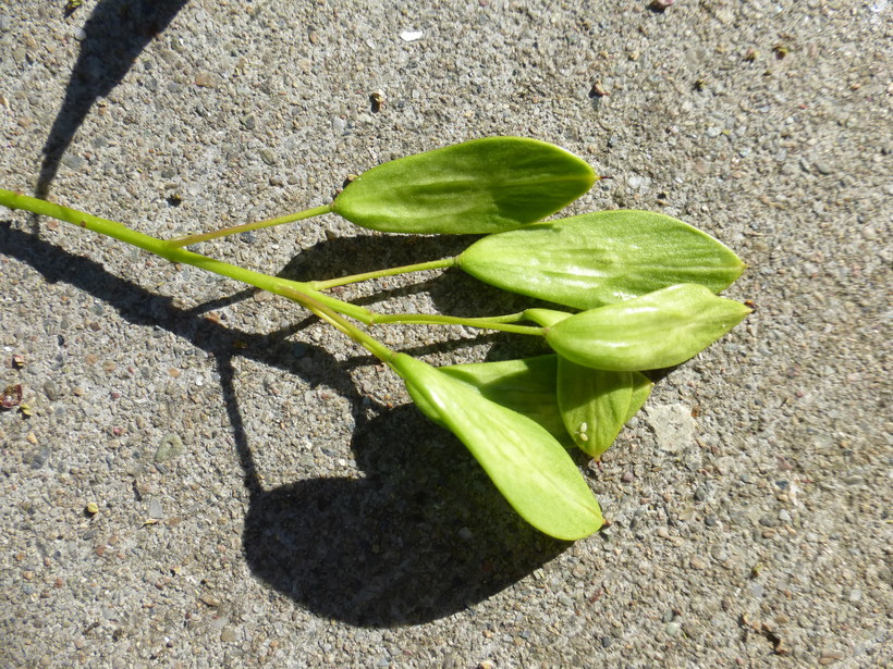 Image of Narrow-leafed Ash