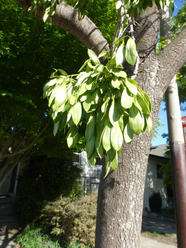 Image of Narrow-leafed Ash