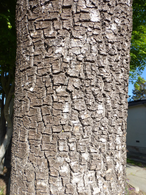 Image of Narrow-leafed Ash