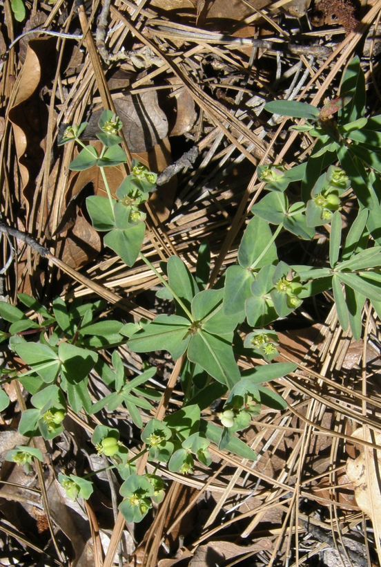 Image de Euphorbia brachycera Engelm.