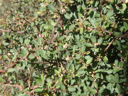 Image of Ceanothus depressus Benth.