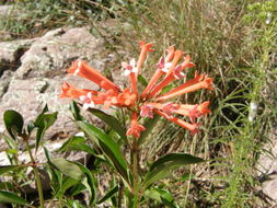 Plancia ëd Bouvardia ternifolia (Cav.) Schltdl.