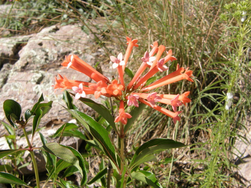 Image of firecrackerbush