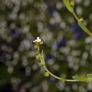 Image de Plagiobothrys canescens Benth.