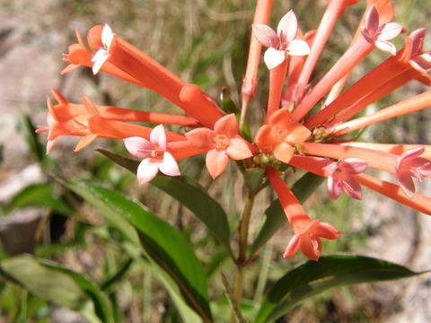 Image of firecrackerbush