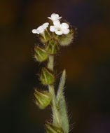 Image of valley popcornflower