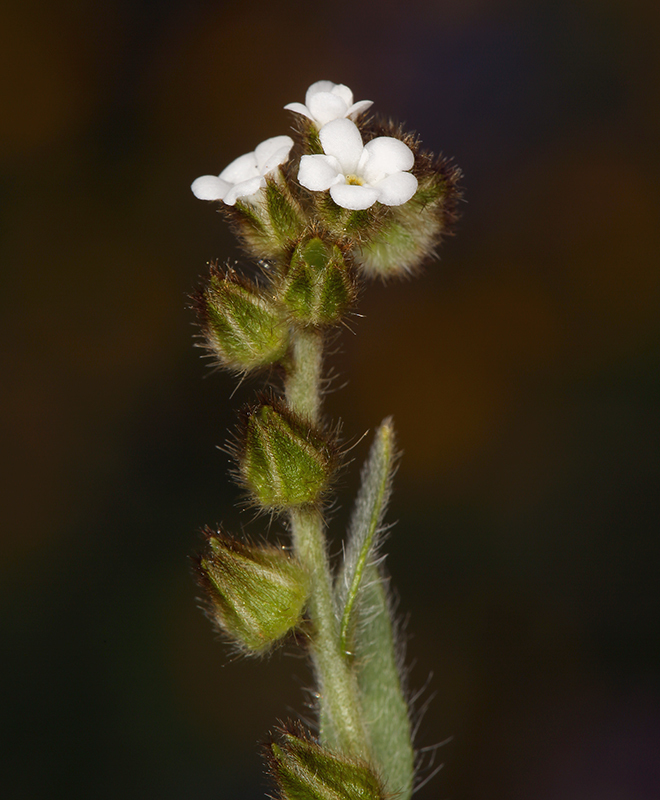 Image of valley popcornflower