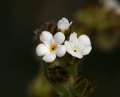 Image of valley popcornflower