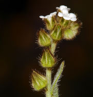 Image of valley popcornflower