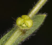 Image of valley popcornflower