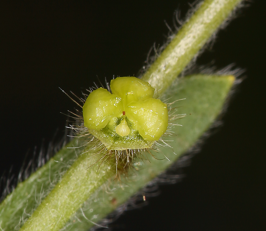 Image of valley popcornflower