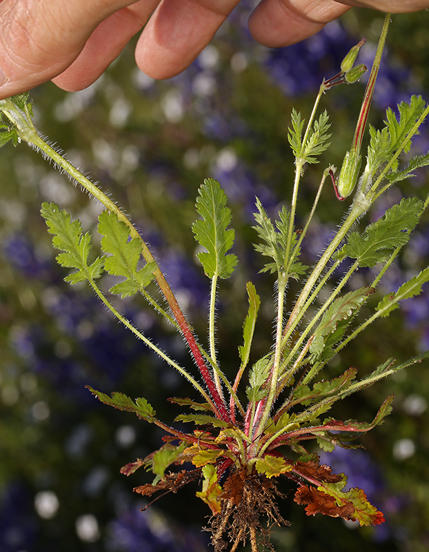 Слика од Erodium botrys (Cav.) Bertol.