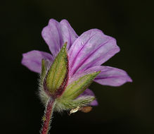 Слика од Erodium botrys (Cav.) Bertol.