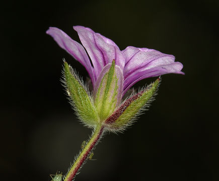 Imagem de Erodium botrys (Cav.) Bertol.