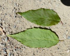 Image of American hornbeam