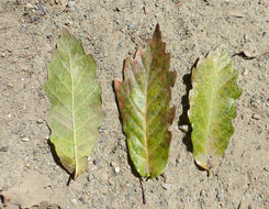 Image of Quercus laeta Liebm.