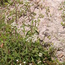 Image of <i>Stevia <i>salicifolia</i></i> var. salicifolia