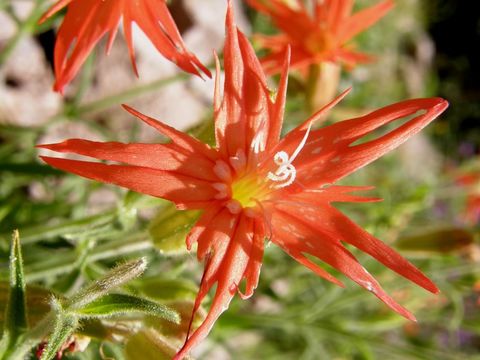 Image de Silene laciniata subsp. greggii (Gray) C. L. Hitchc. & Maguire