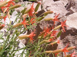 Image de Silene laciniata subsp. greggii (Gray) C. L. Hitchc. & Maguire