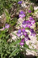 Image of bellflower beardtongue