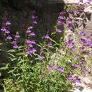 Image of bellflower beardtongue