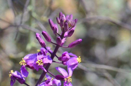 Image of Long Valley tumblemustard