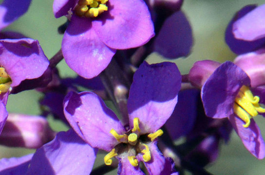 Plancia ëd Thelypodiopsis ambigua (S. Watson) Al-Shehbaz