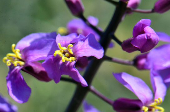 Image of Long Valley tumblemustard