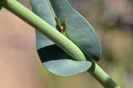 Слика од Thelypodiopsis ambigua (S. Watson) Al-Shehbaz