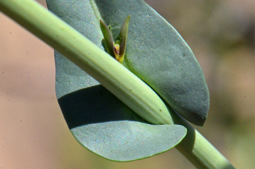 Sivun Thelypodiopsis ambigua (S. Watson) Al-Shehbaz kuva