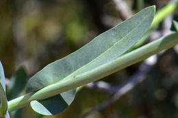 Sivun Thelypodiopsis ambigua (S. Watson) Al-Shehbaz kuva