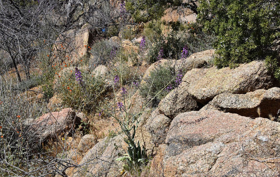 Image of Long Valley tumblemustard