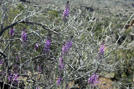 Image of Long Valley tumblemustard