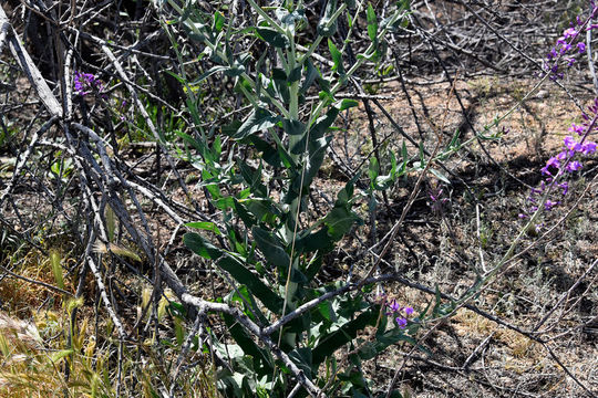 Sivun Thelypodiopsis ambigua (S. Watson) Al-Shehbaz kuva