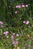 Image of slender centaury