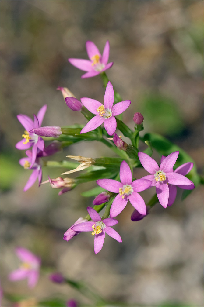 Image of slender centaury