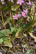 Image of slender centaury