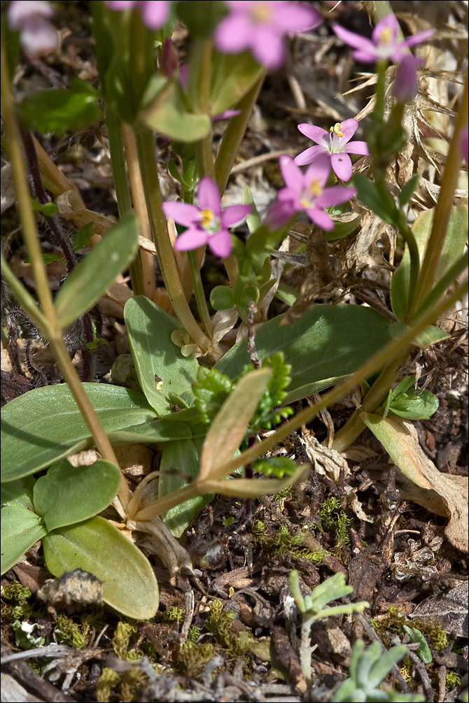 Image of slender centaury