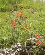 Imagem de Dahlia coccinea Cav.