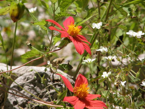 Image of red dahlia