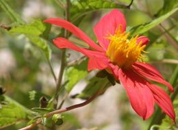 Imagem de Dahlia coccinea Cav.