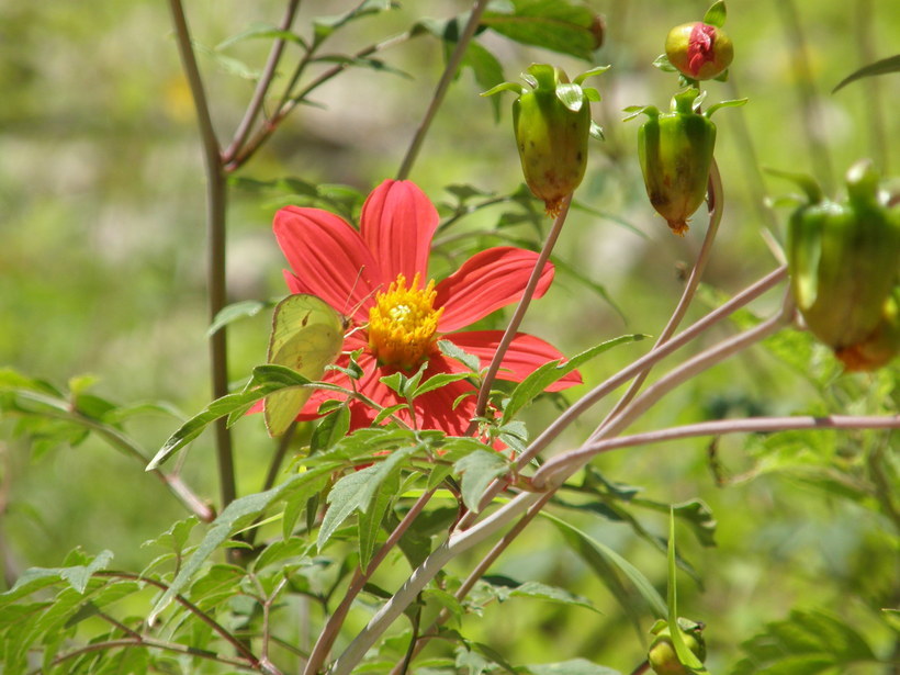 Image of red dahlia