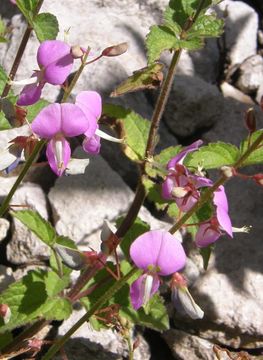 Desmodium batocaulon A. Gray resmi