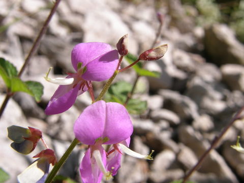 Image of San Pedro ticktrefoil