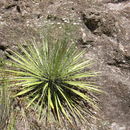 Image of Agave multifilifera Gentry