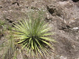 Image of Agave multifilifera Gentry