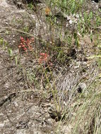 Image of Echeveria craigiana Walther