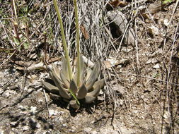 Image of Echeveria craigiana Walther