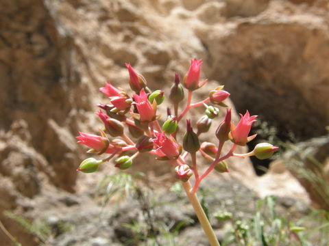 Image of Echeveria craigiana Walther