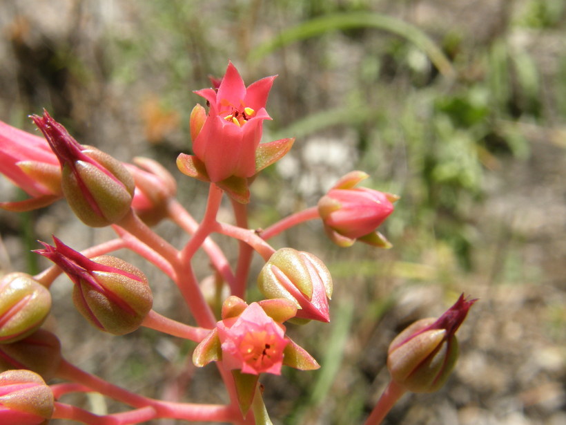 Image of Echeveria craigiana Walther